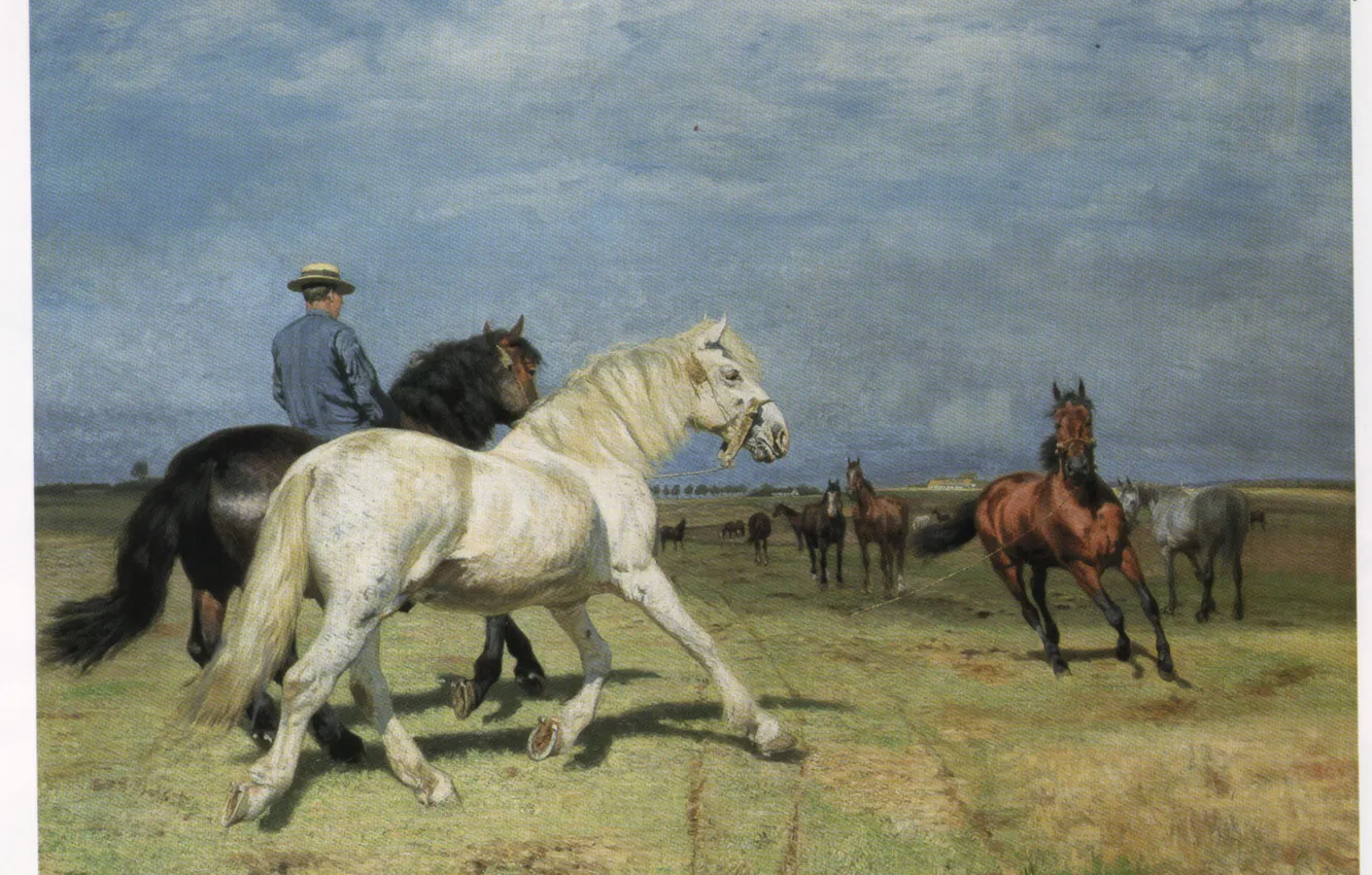 Фото обои поле, лошади, мужчина в шляпе, FISCHER