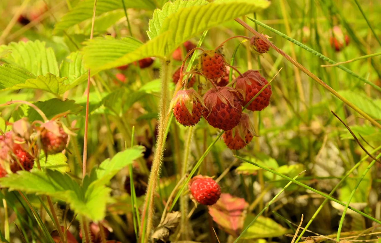 Фото обои природа, ягоды, земляника