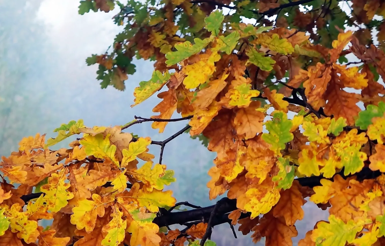 Фото обои autumn, leaf, twig