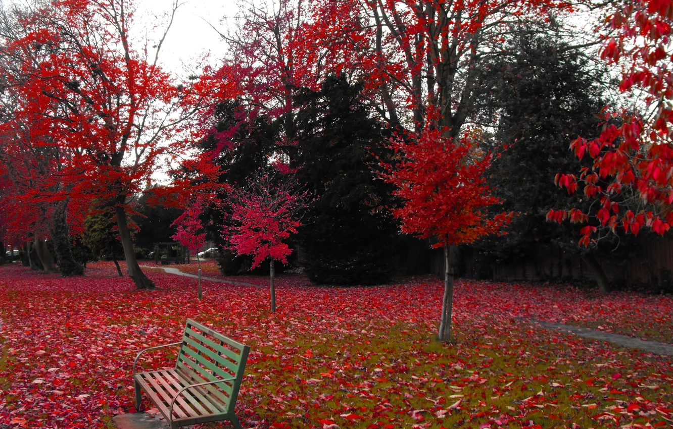 Фото обои Природа, Обработка, Осень, Скамейка, Красные, Red, Nature, Fall