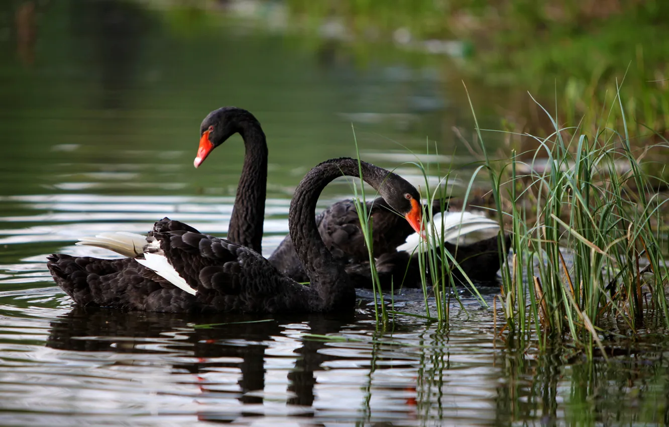 Фото обои пруд, лебеди, черные