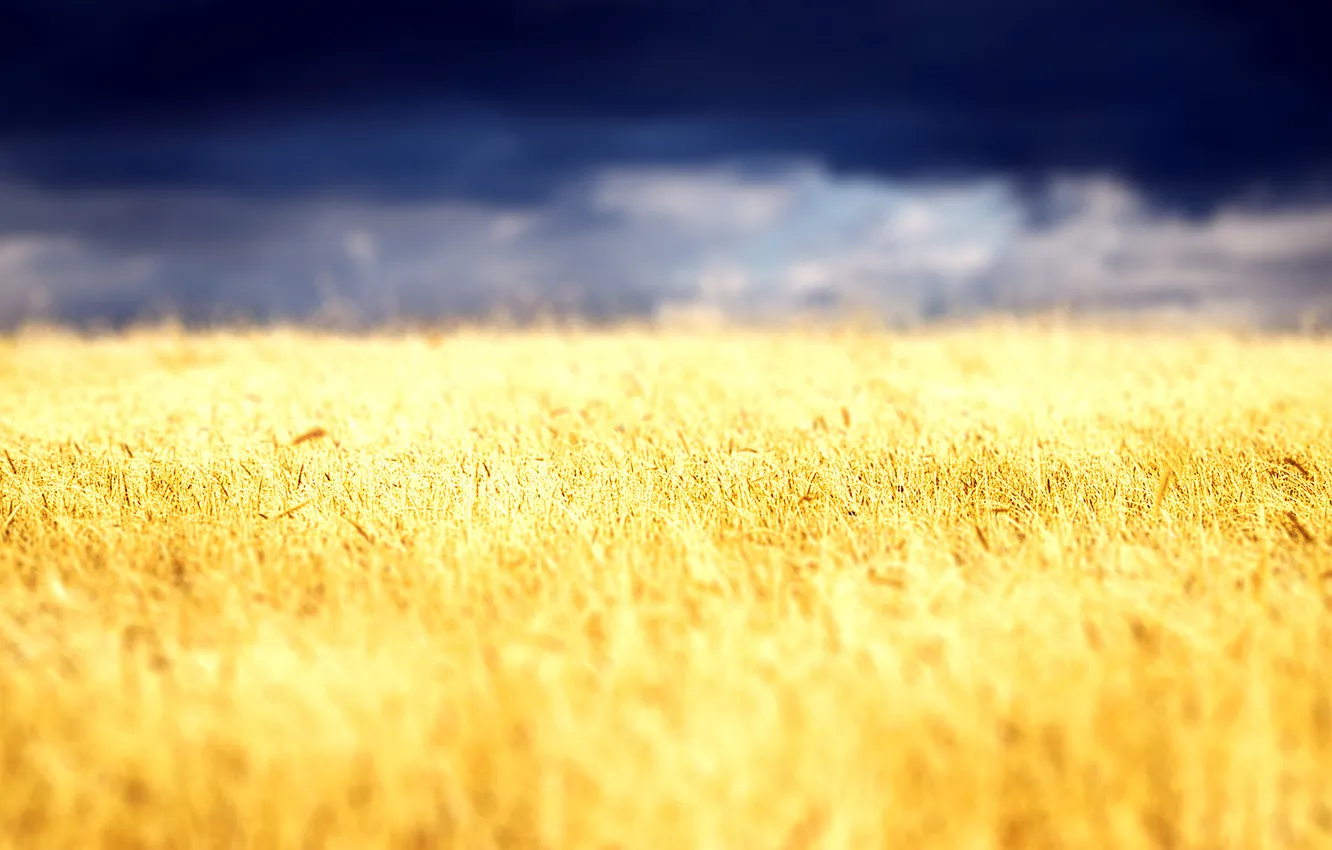 Фото обои пшеница, поле, небо, облака, пейзаж, природа, растение, колоски