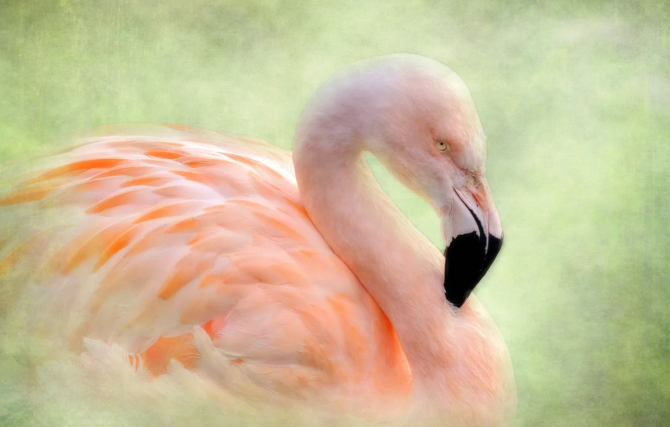 Фото обои птица, текстура, фламинго