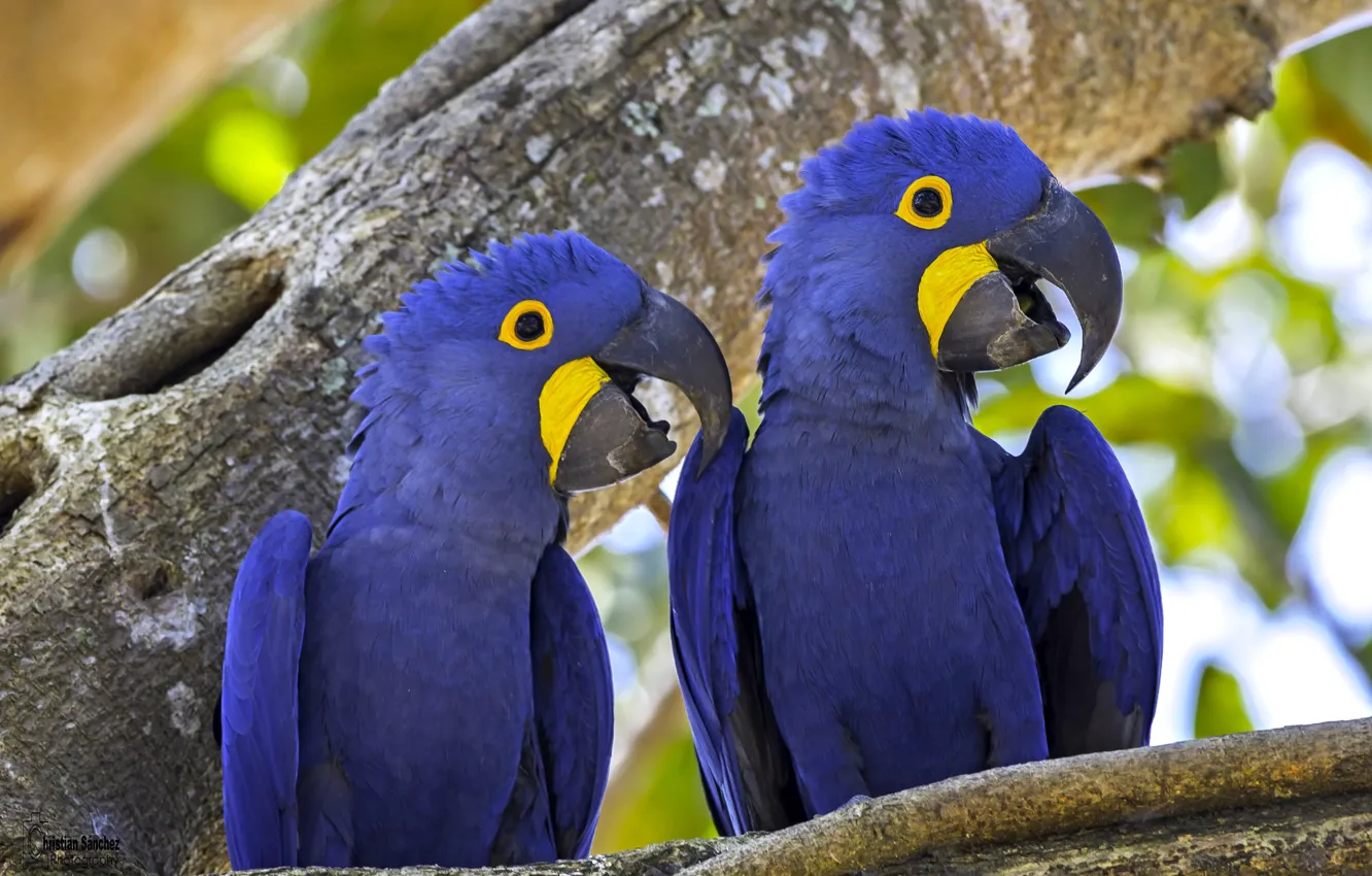 Фото обои птицы, дерево, попугаи, парочка, Гиацинтовый ара