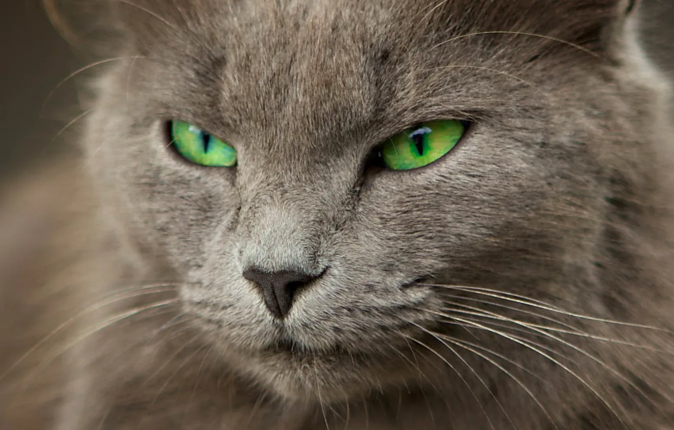 Фото обои кошка, размытость, серая, зеленые глаза