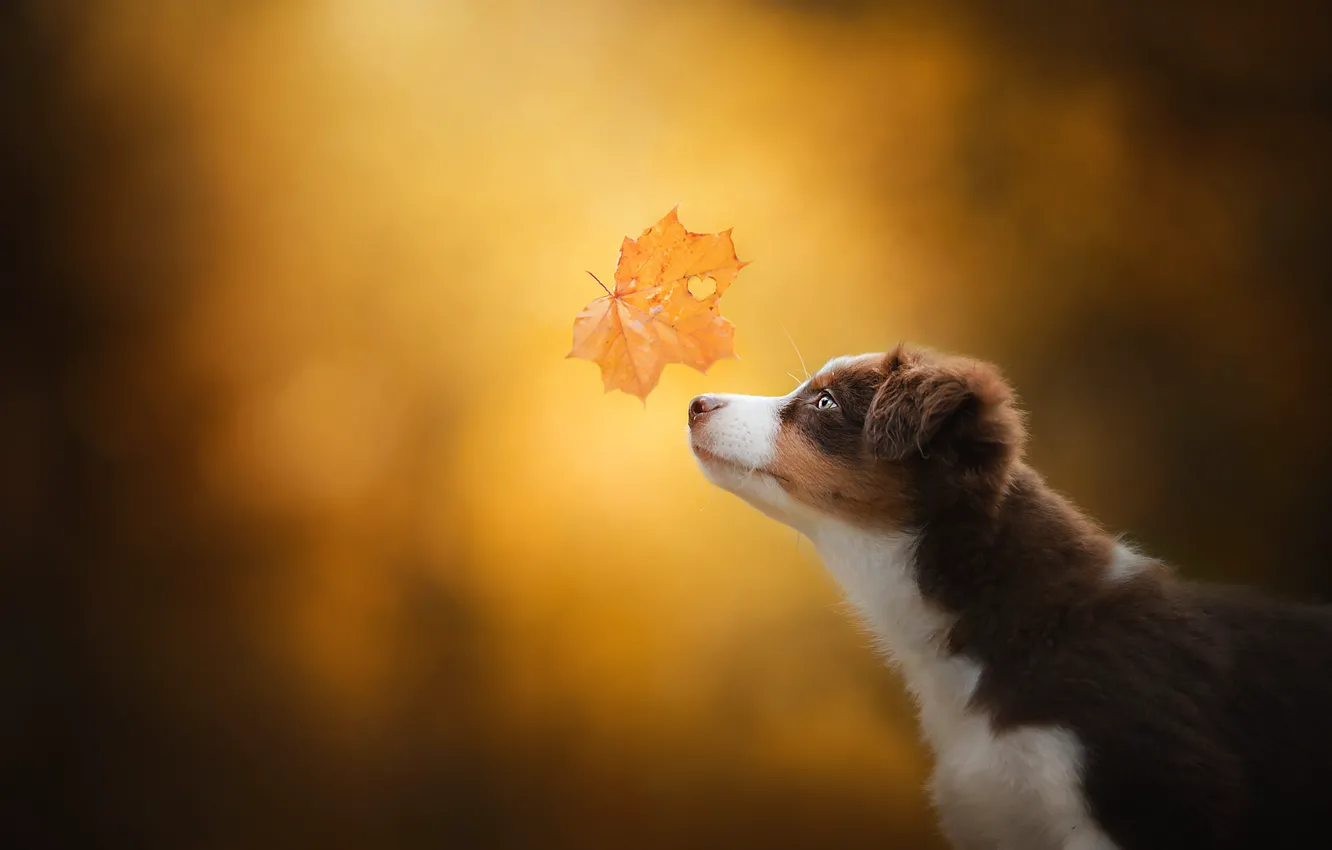 Фото обои осень, фон, собака, щенок, профиль, мордашка, кленовый лист, боке