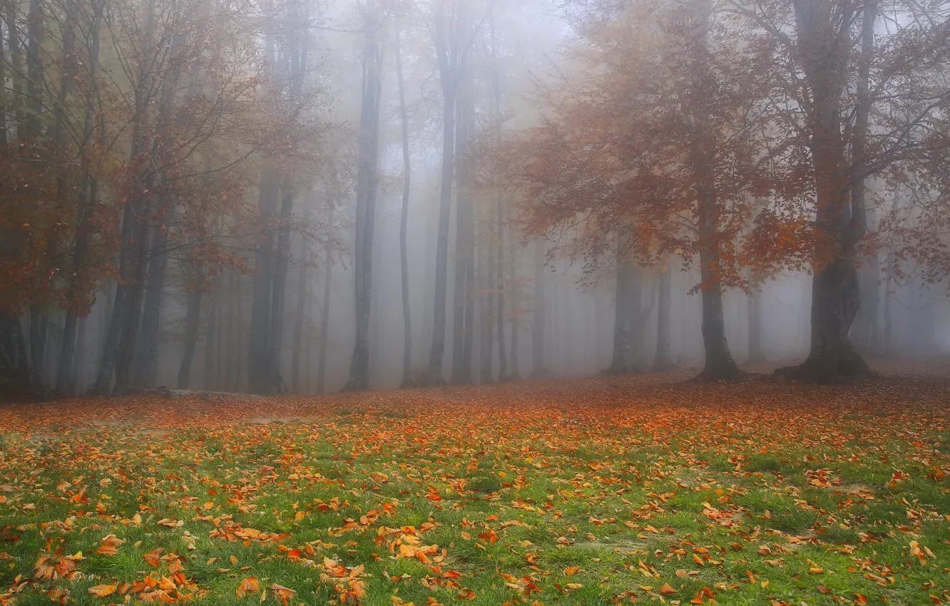 Фото обои осень, лес, листья, деревья, ветки, природа, туман, парк