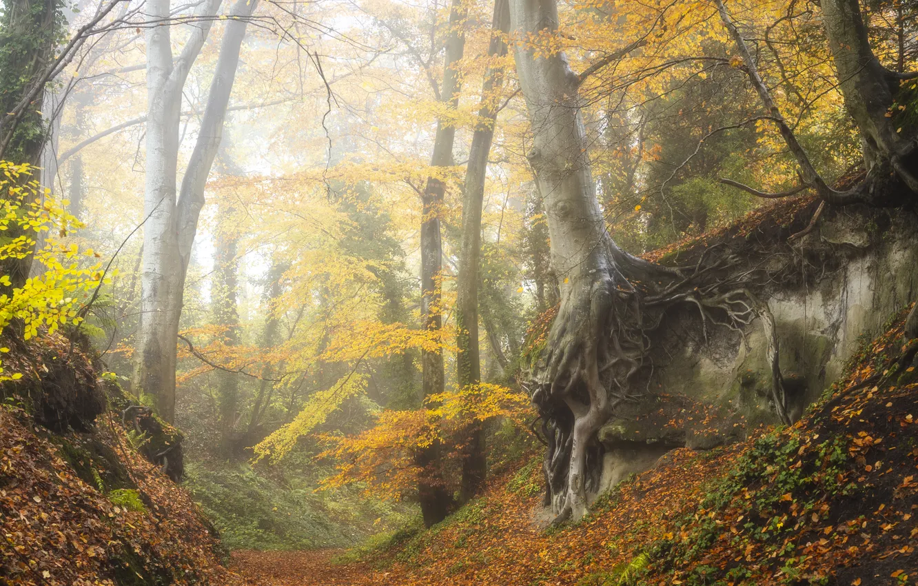 Фото обои лес, деревья, природа, ветви