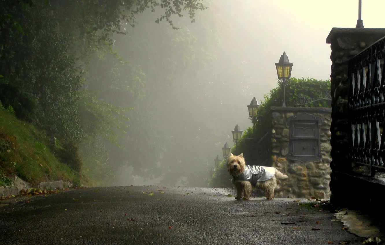 Фото обои дорога, туман, улица, собака, утро, фонари, улочка