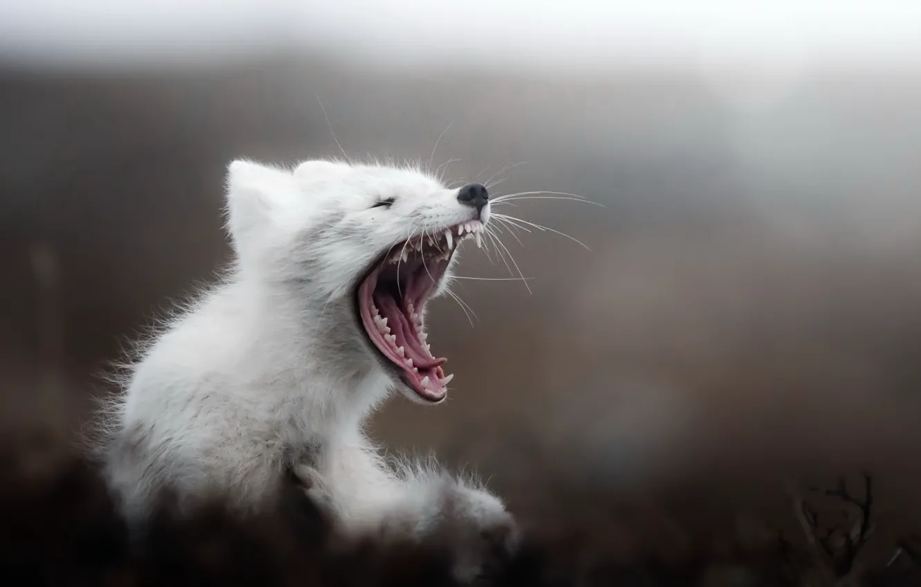 Фото обои arctic, tundra, Yawning fox