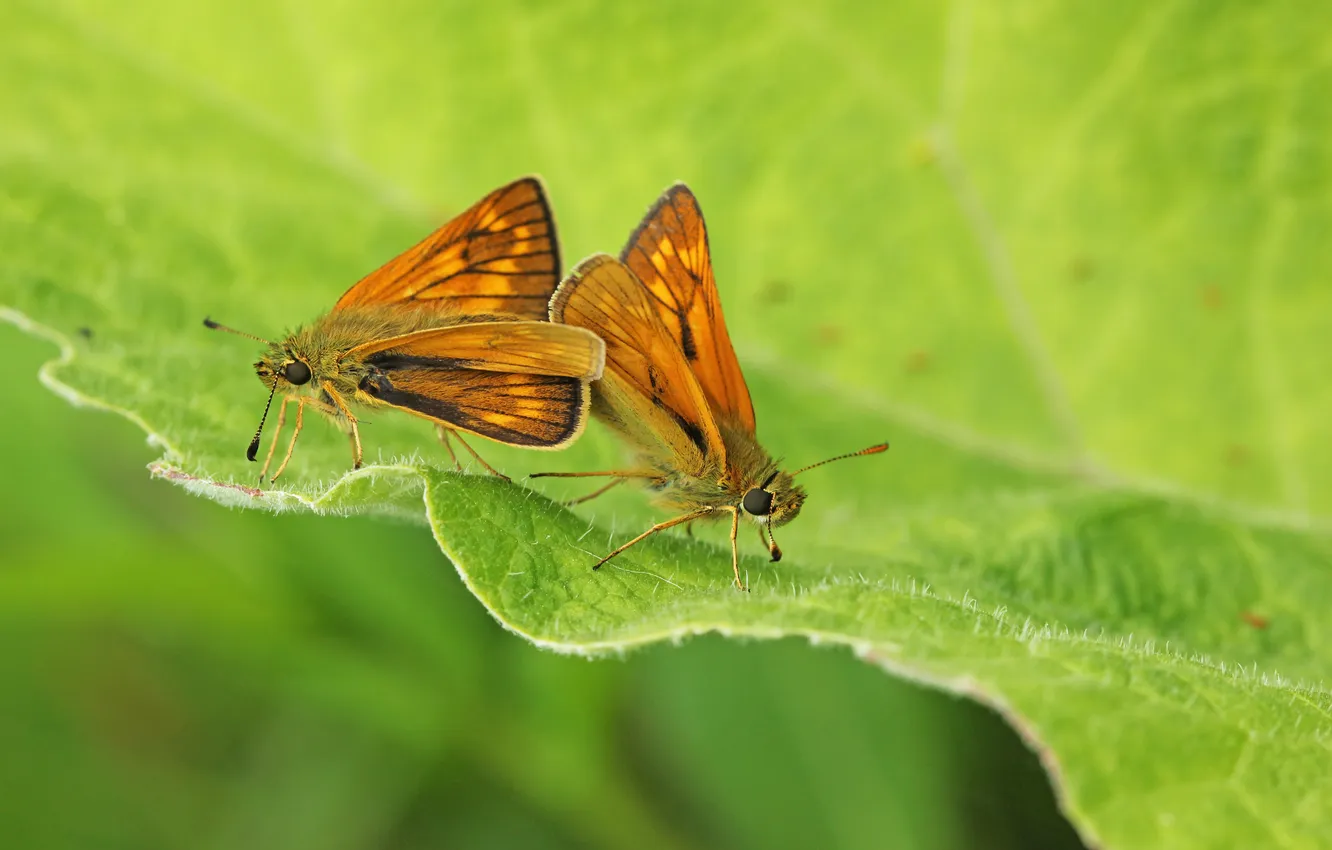 Фото обои бабочки, насекомые, лист