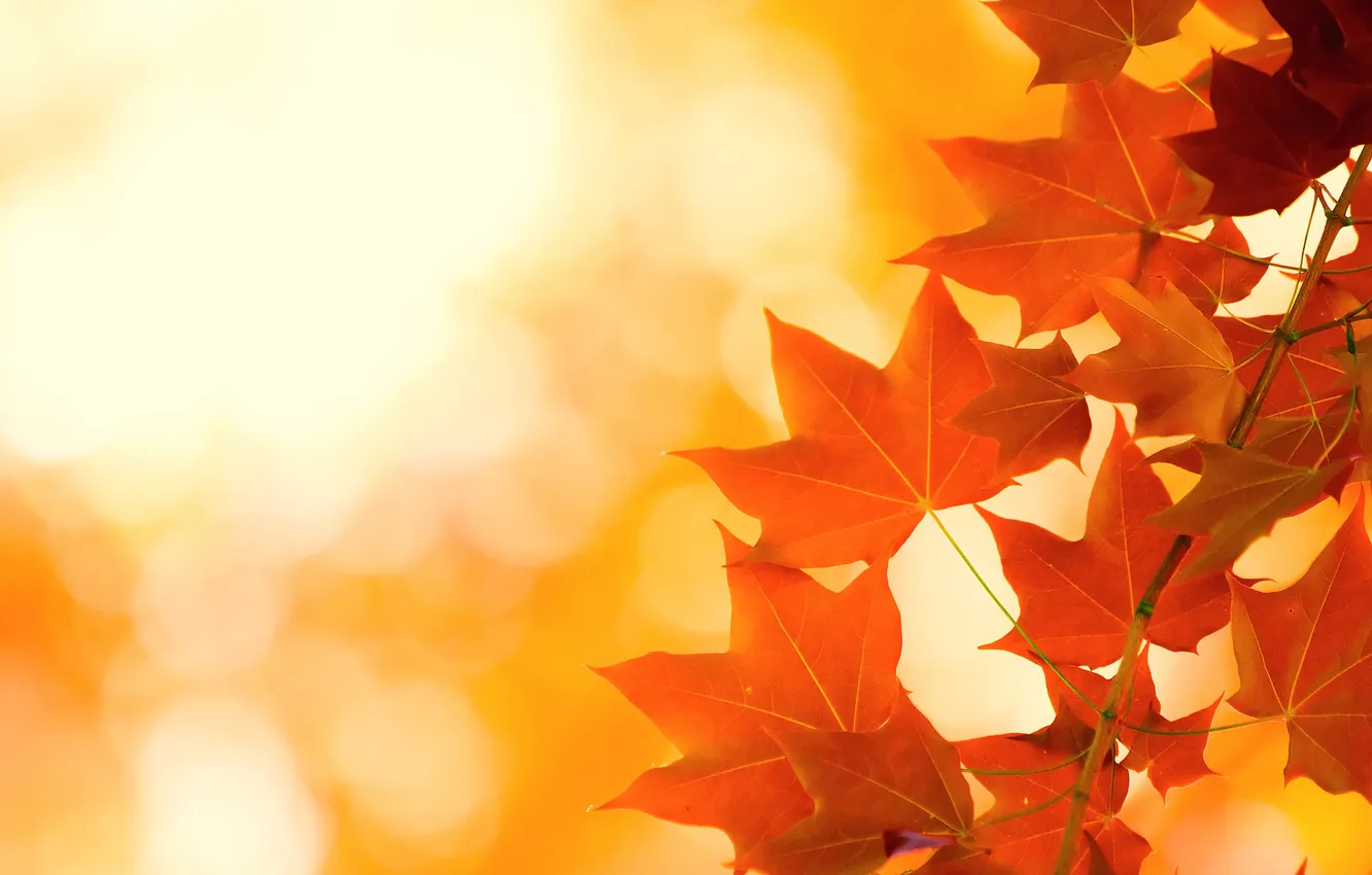 Фото обои осень, листья, яркость