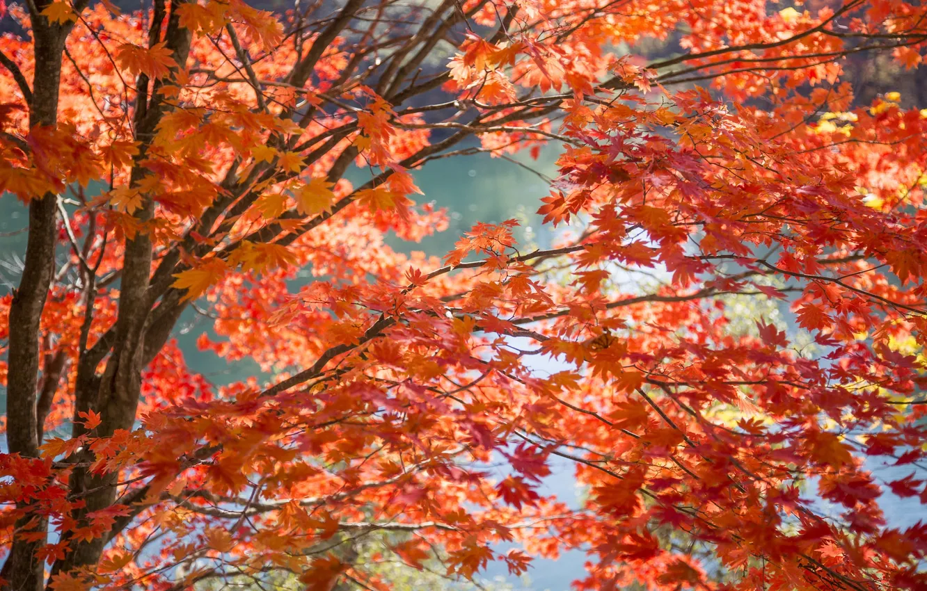 Фото обои осень, листья, вода, ветки, дерево, краски