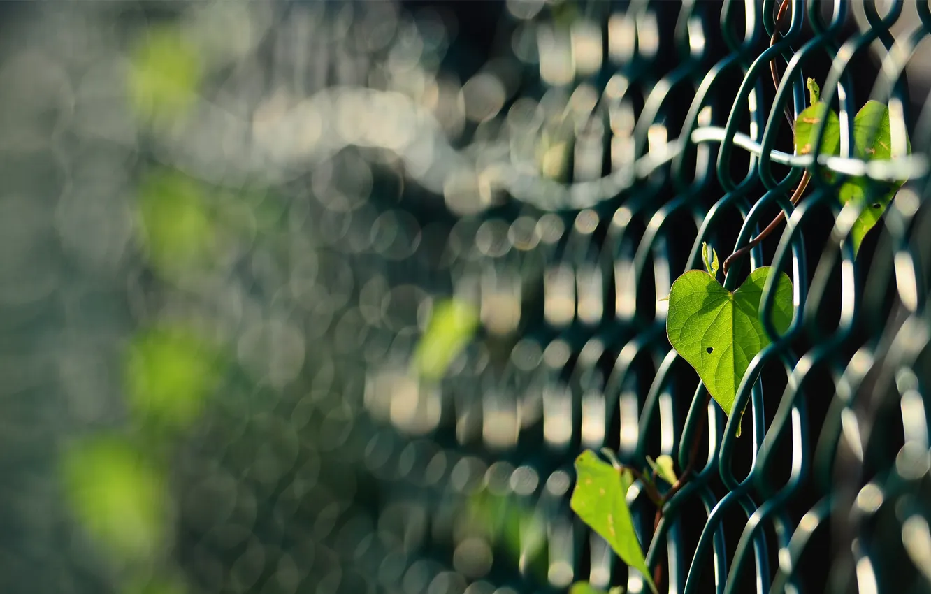 Фото обои листья, сетка, забор, растение, фокусировка