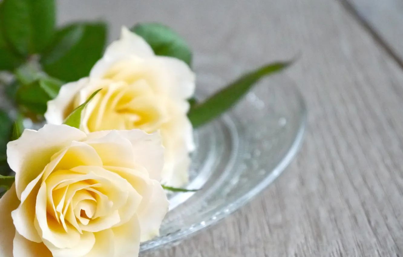 Фото обои цветы, бутоны, Белая роза