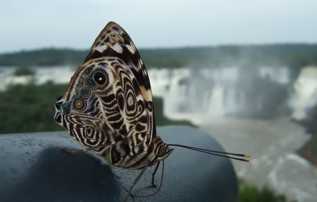 Фото обои patterns, butterfly, beautiful