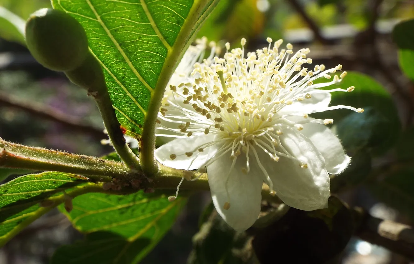 Фото обои Flower, Flowers, Common Guava Tree