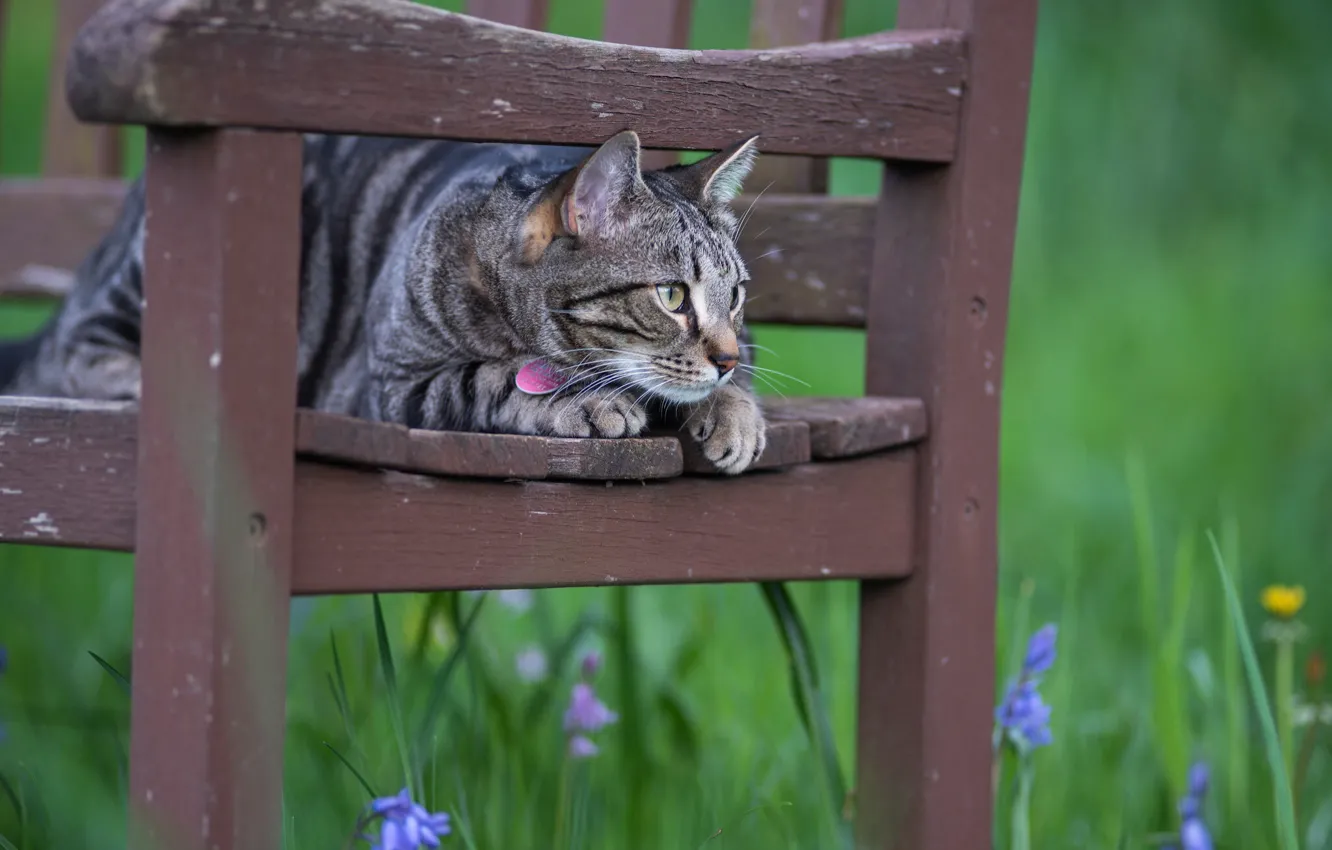 Фото обои кошка, цветы, стул, наблюдение