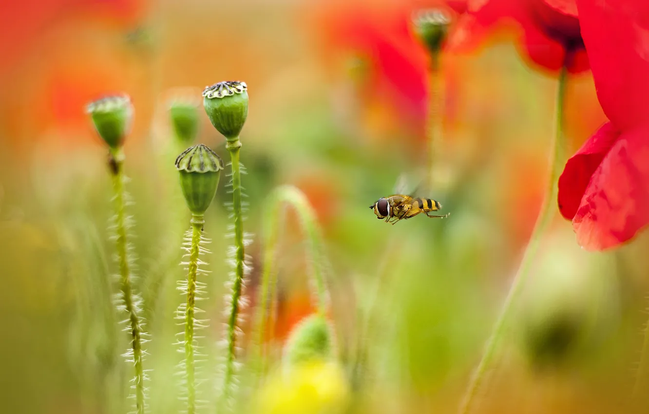 Фото обои пчела, маки, размытие, полёт