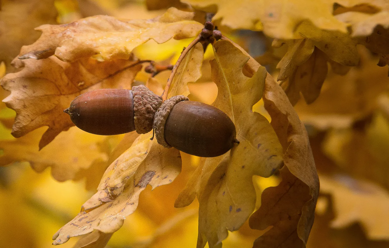Фото обои осень, листья, макро, дуб, жёлуди