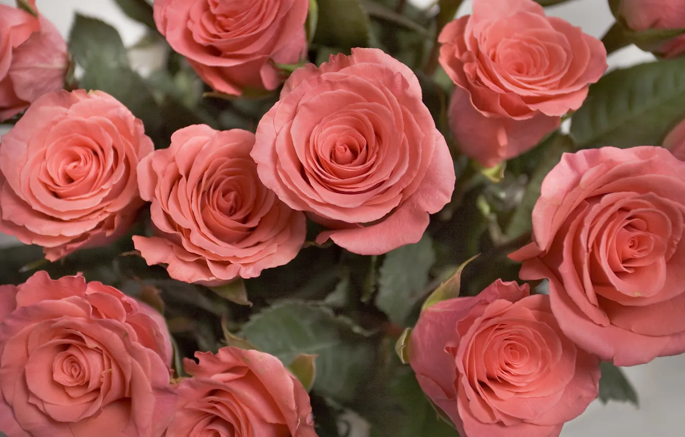 Фото обои розы, букет, roses