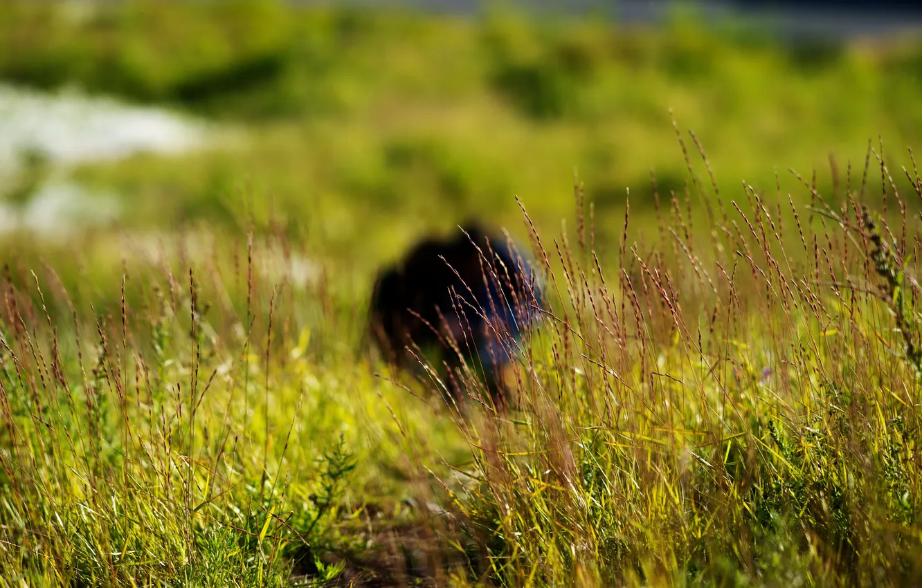 Фото обои трава, люди, полянка, дудинка