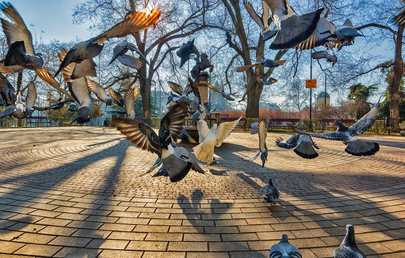 Фото обои птицы, город, парк, голуби