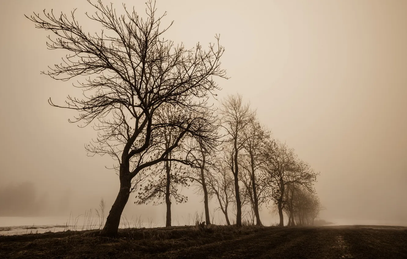 Фото обои поле, деревья, пейзаж, природа, туман