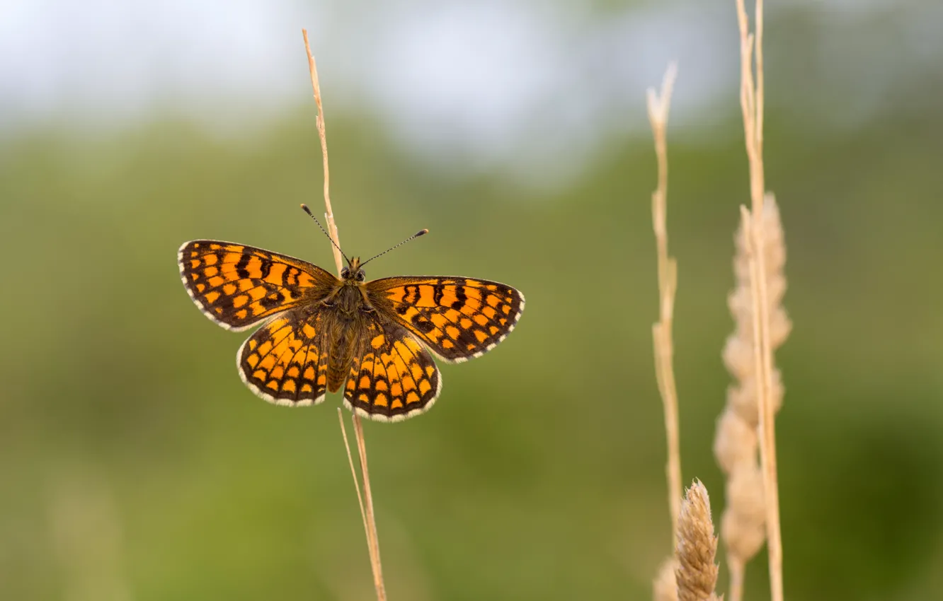 Фото обои бабочки, стебли, крылья, усики, wings, butterfly, antennae, stalks