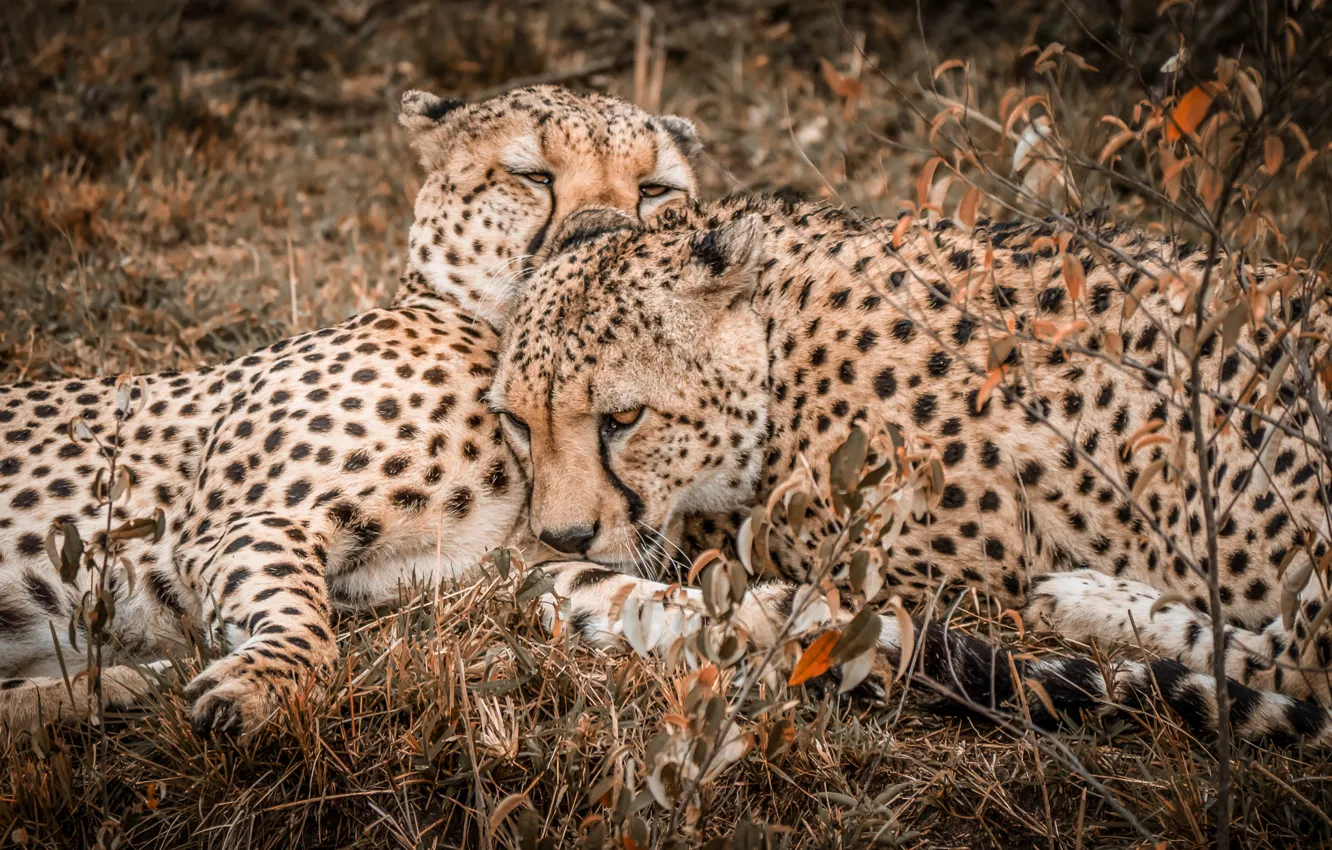 Фото обои природа, пара, двое, Cheetah, гепарды