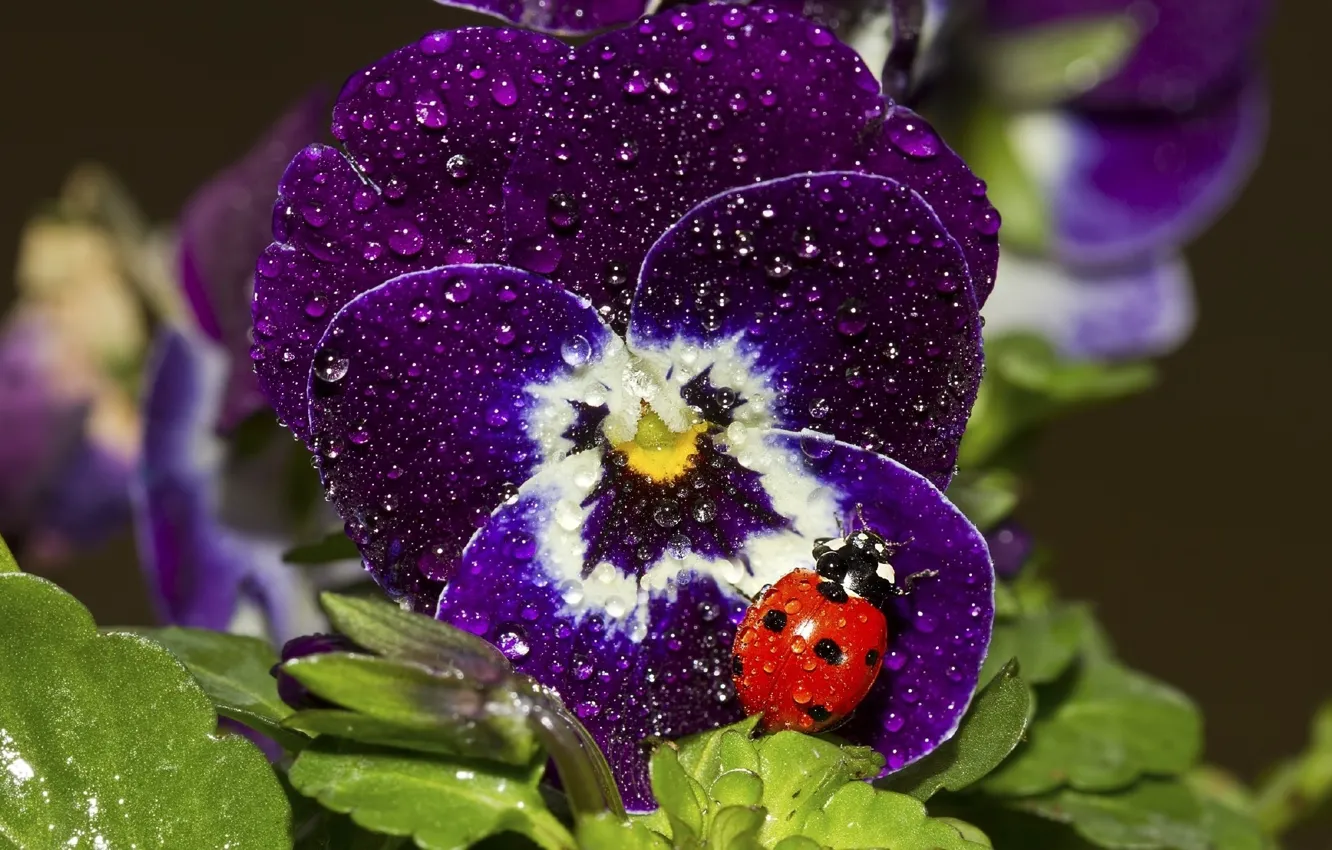 Фото обои Purple, Flowers, Macro, Leaves, Water Drops, Lady Bug