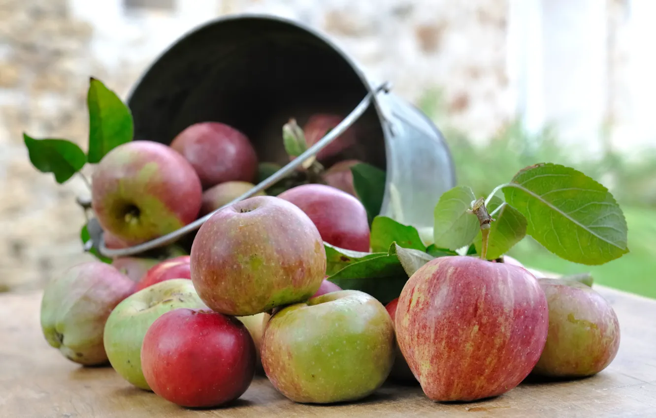 Фото обои яблоки, урожай, ведро
