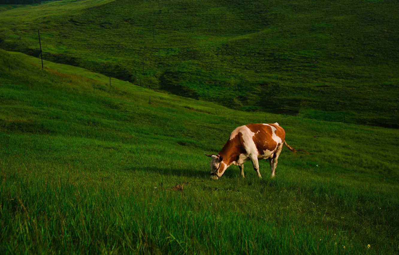 Фото обои зелень, трава, корова, склон, пастбище, холм, луг, рыжая