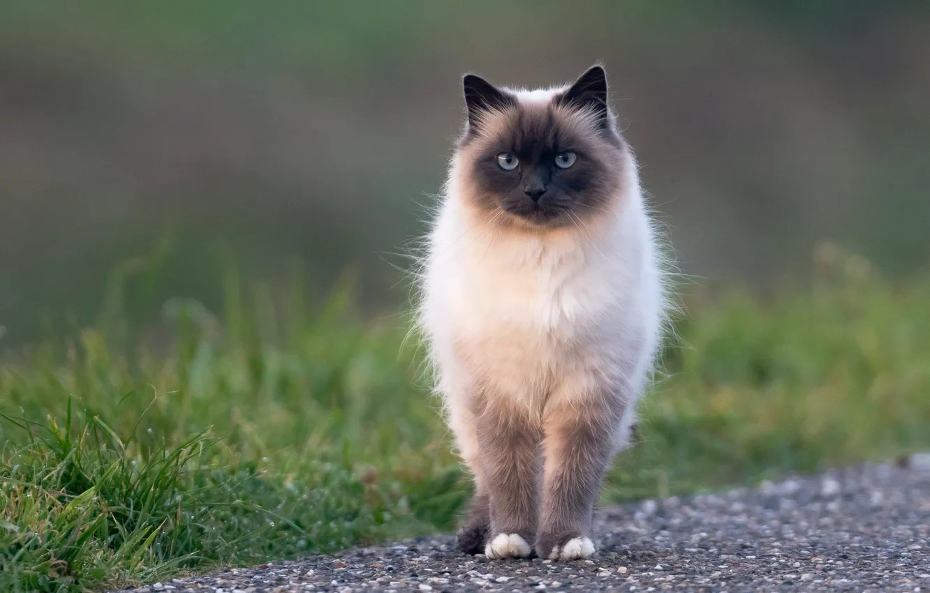 Фото обои кошка, трава, кот, взгляд, природа, фон, прогулка, мордашка