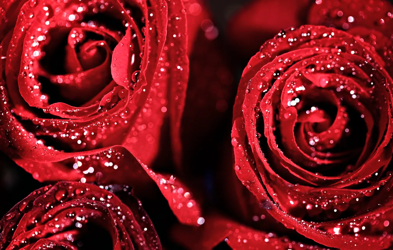 Фото обои капли, цветы, красный, розы