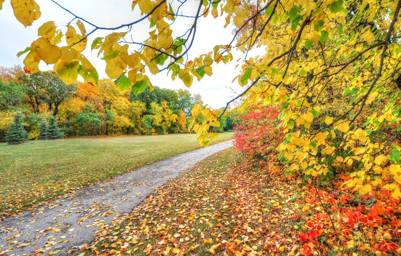 Фото обои осень, небо, листья, деревья, парк, дорожка