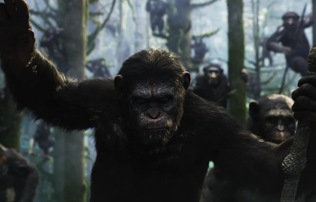 Фото обои обезьяна, monkey, Цезарь, Caesar, шимпанзе, Планета обезьян: Революция, Dawn of the Planet of the Apes, …