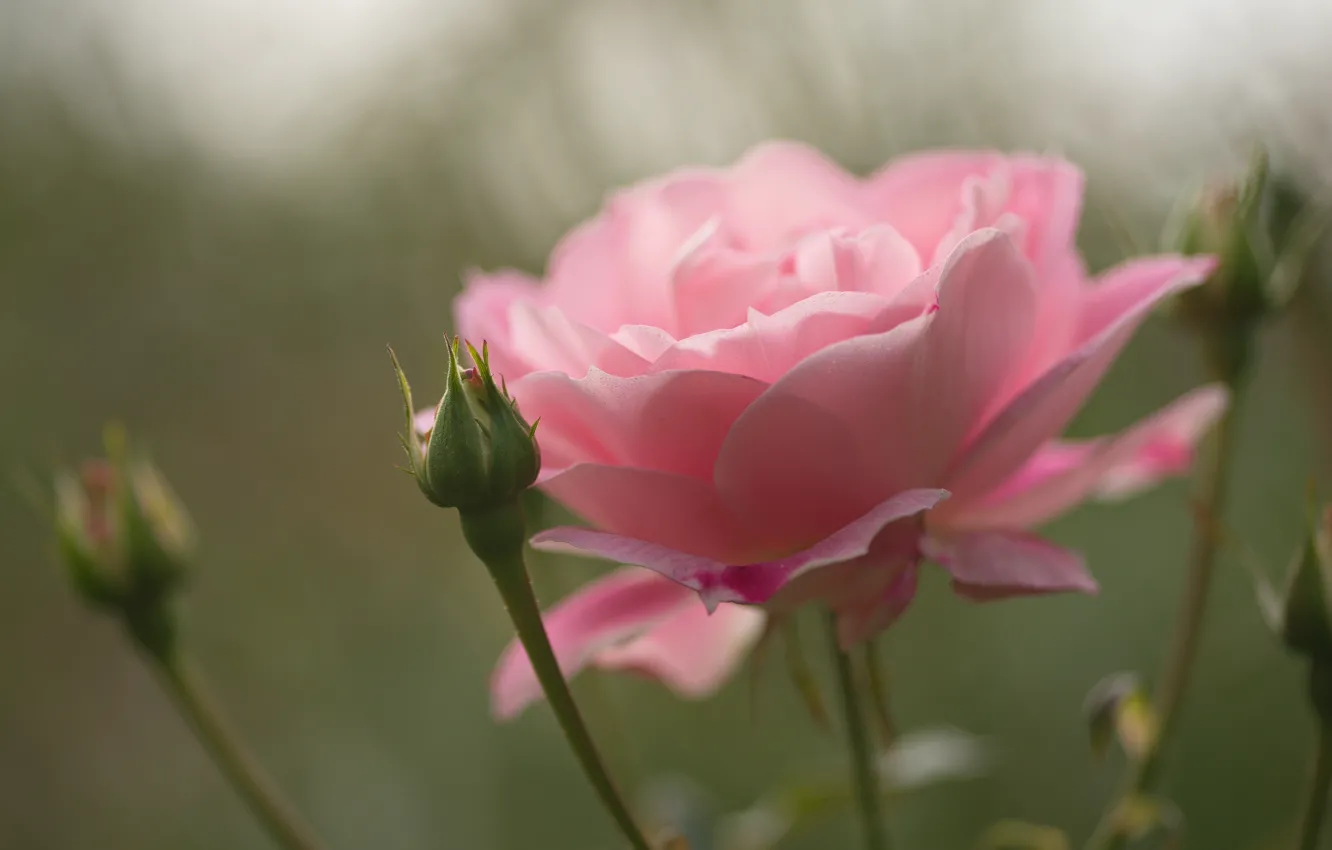 Фото обои цветок, макро, розовая, роза, бутон