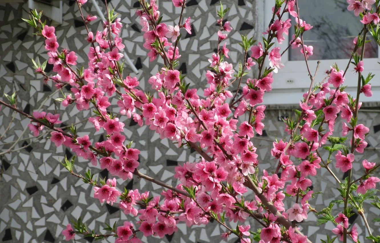 Фото обои стена, цветение, персик, весна 2018, Mamala ©