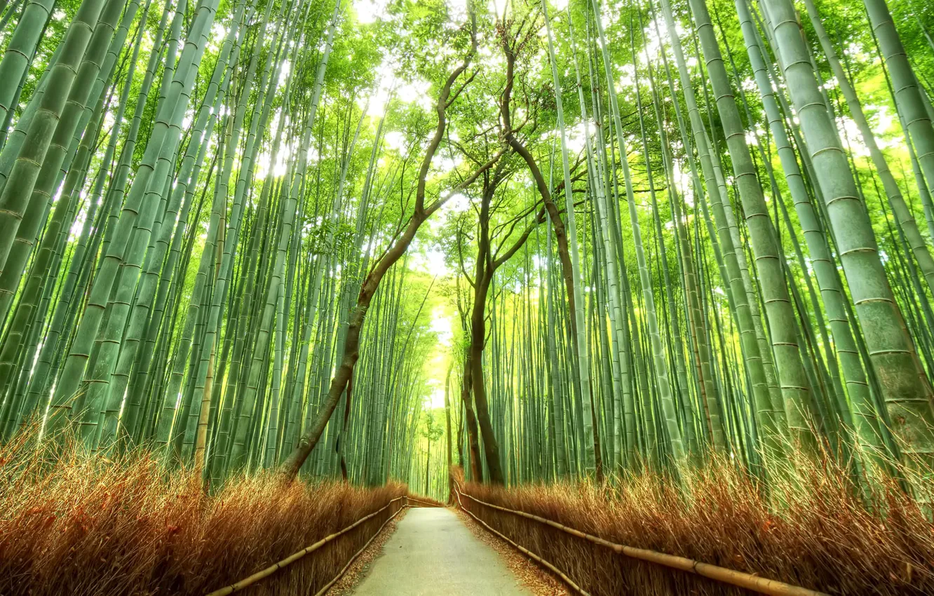 Фото обои лес, япония, бамбук, дорожка, роща
