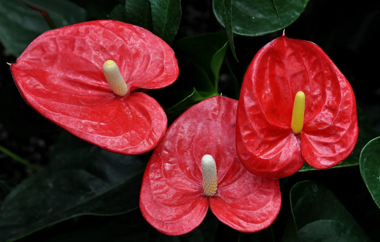 Фото обои фон, тычинки, красные цветы, Антуриум, цветок фламинго