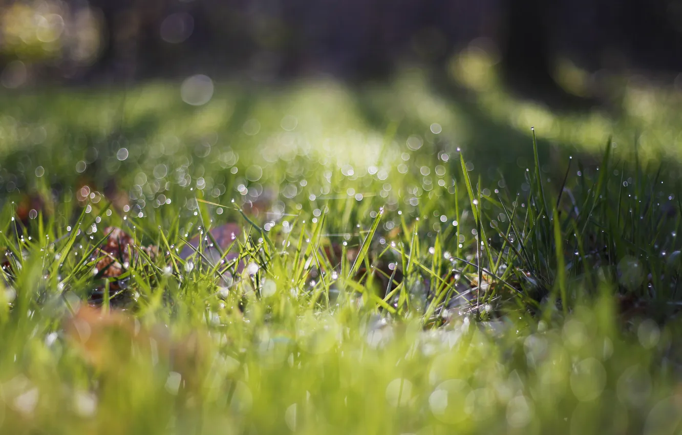 Фото обои зелень, трава, капли, боке