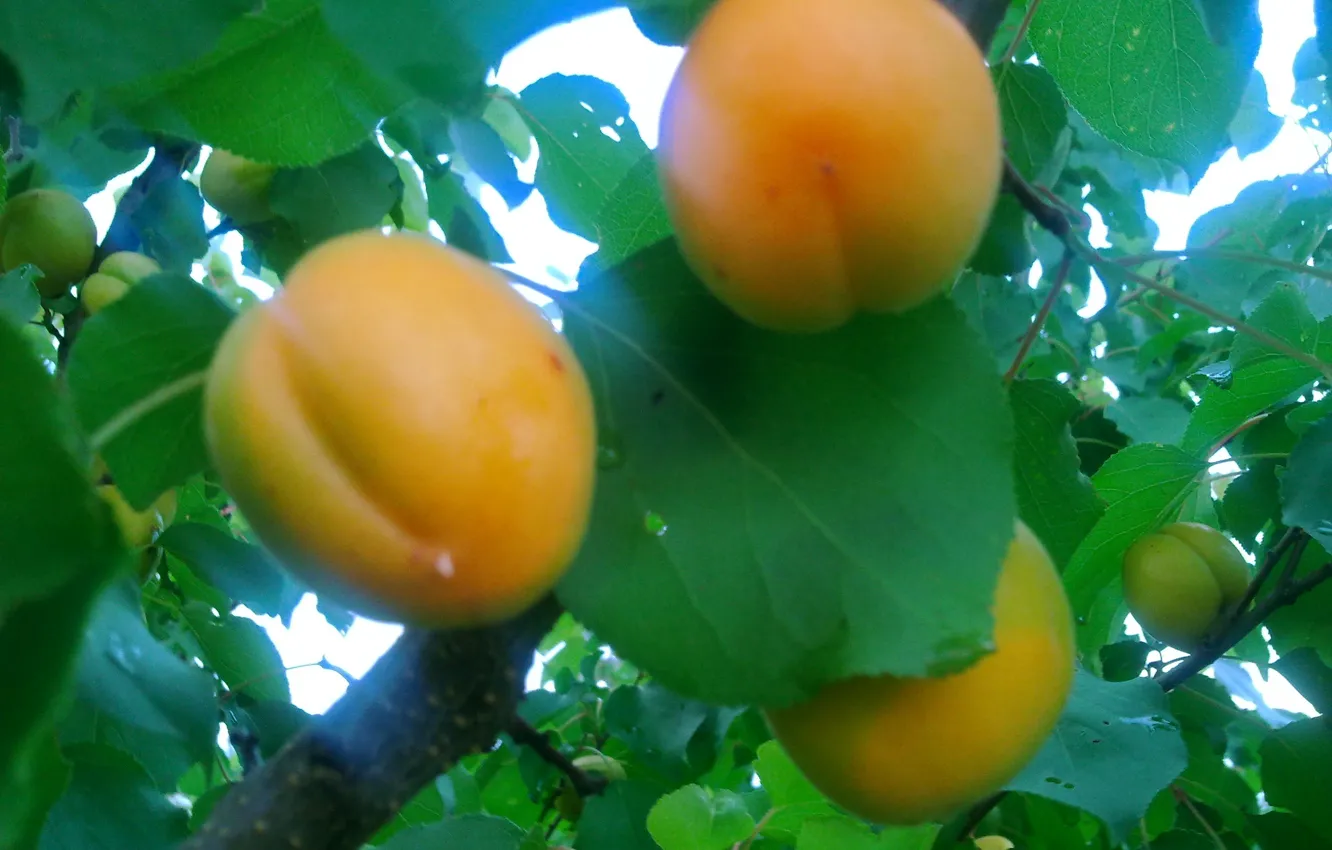Фото обои лето, еда, плоды, фрукты, витамины, абрикосы, созревание