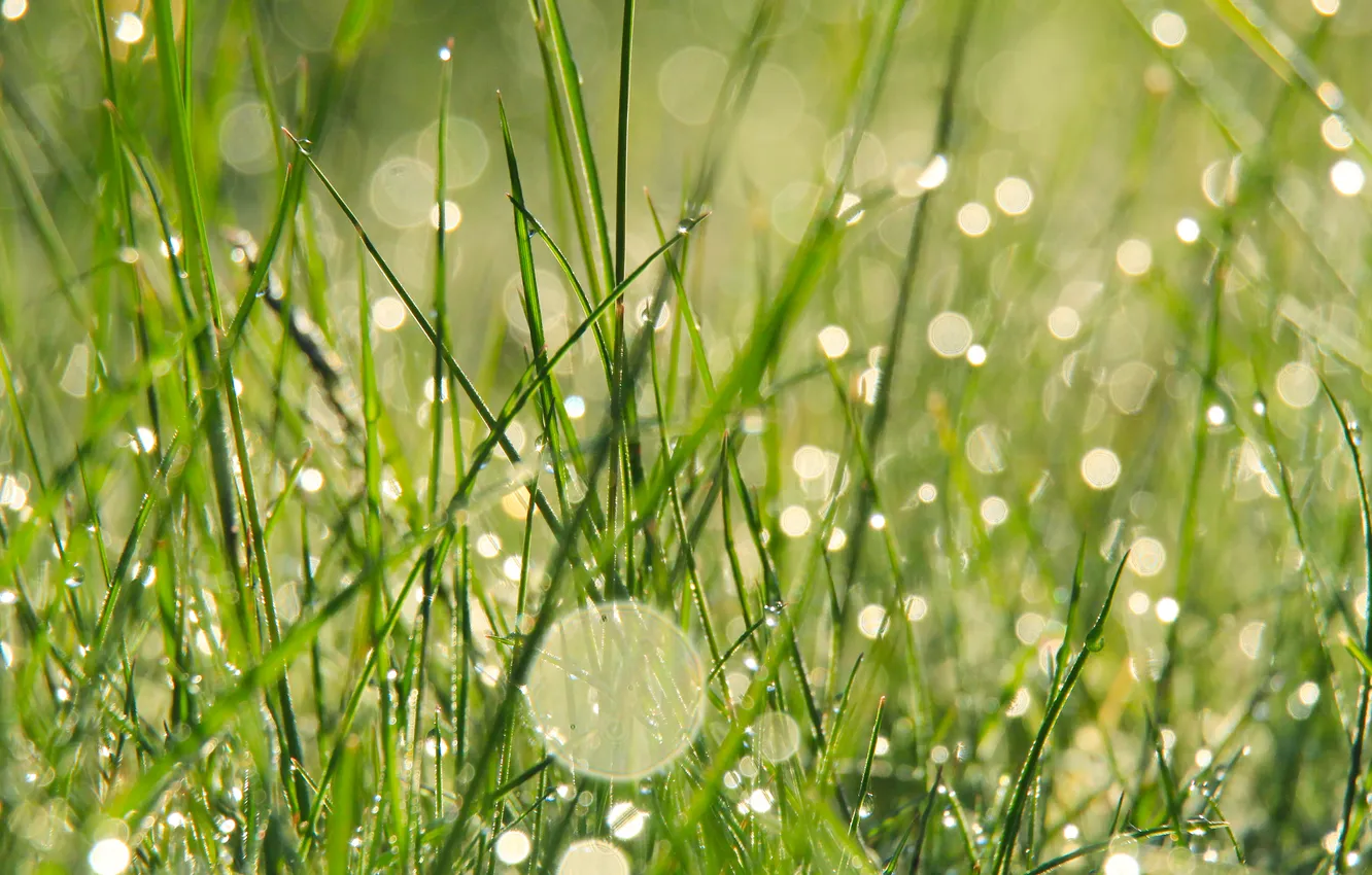 Фото обои grass, drops, dew