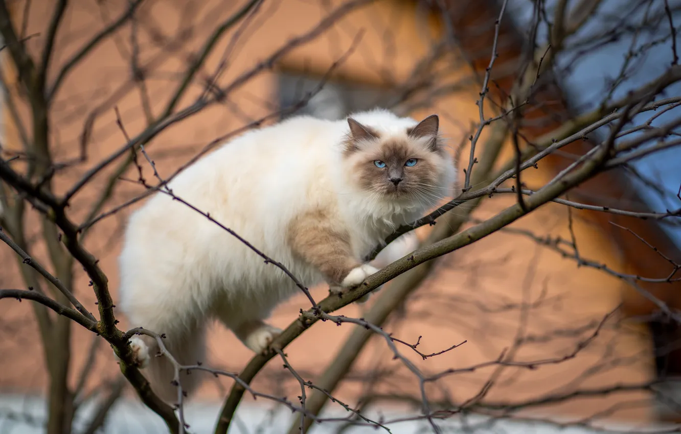 Фото обои кошка, кот, ветки, дом, дерево, голубые глаза, отметины, колор-пойнт