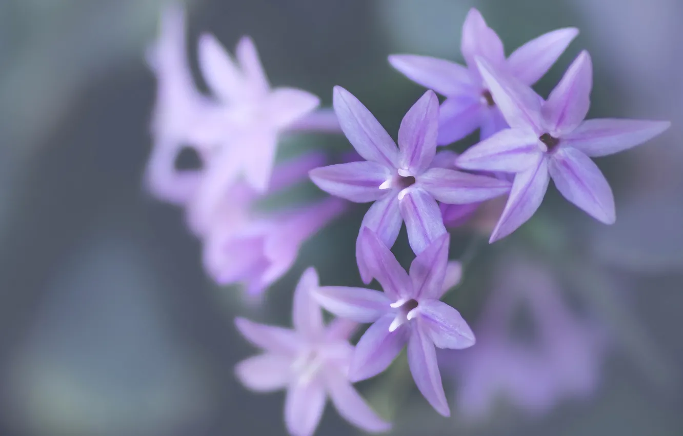 Фото обои макро, природа, лепестки, соцветие, Тульбагия фиолетовая