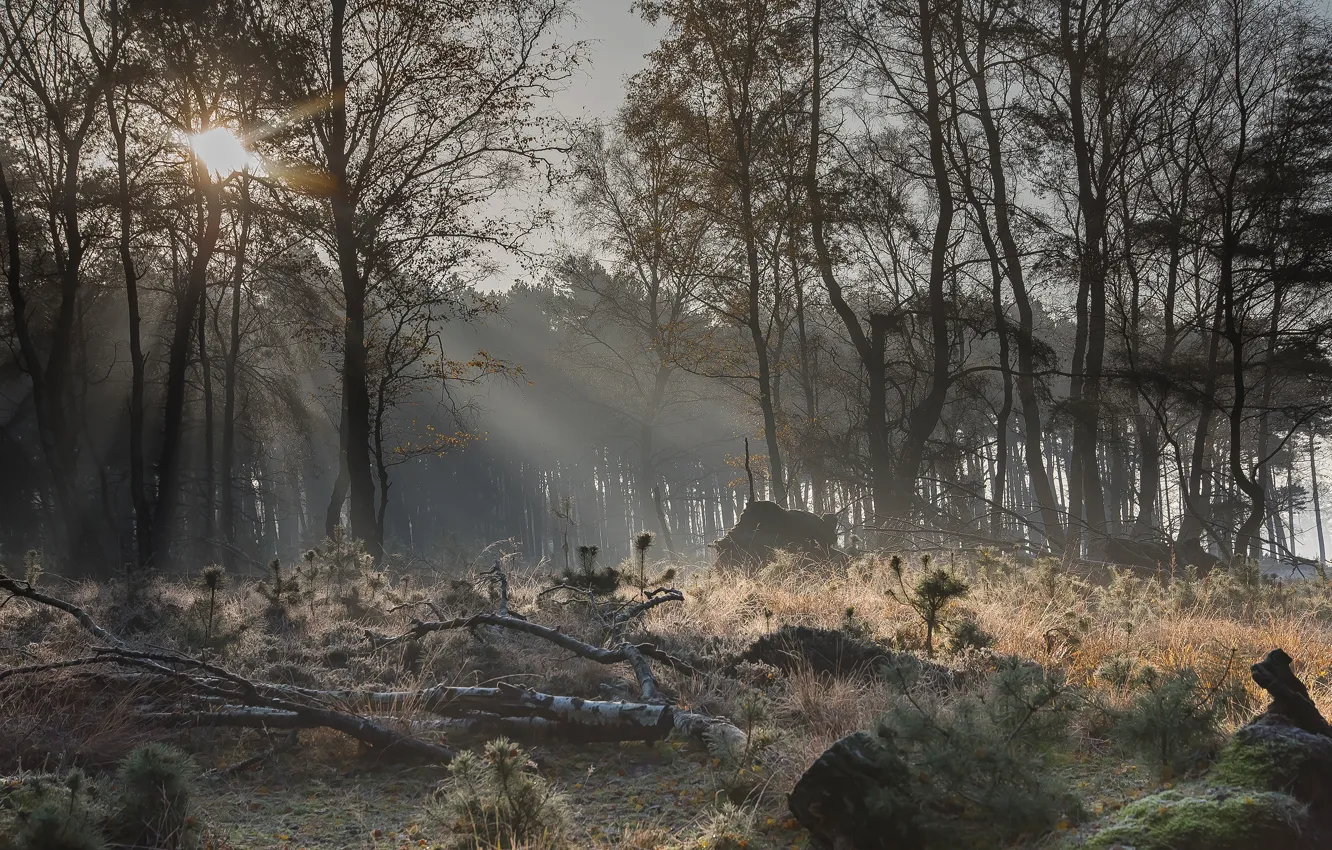 Фото обои осень, лес, солнце, туман, поляна, коряги