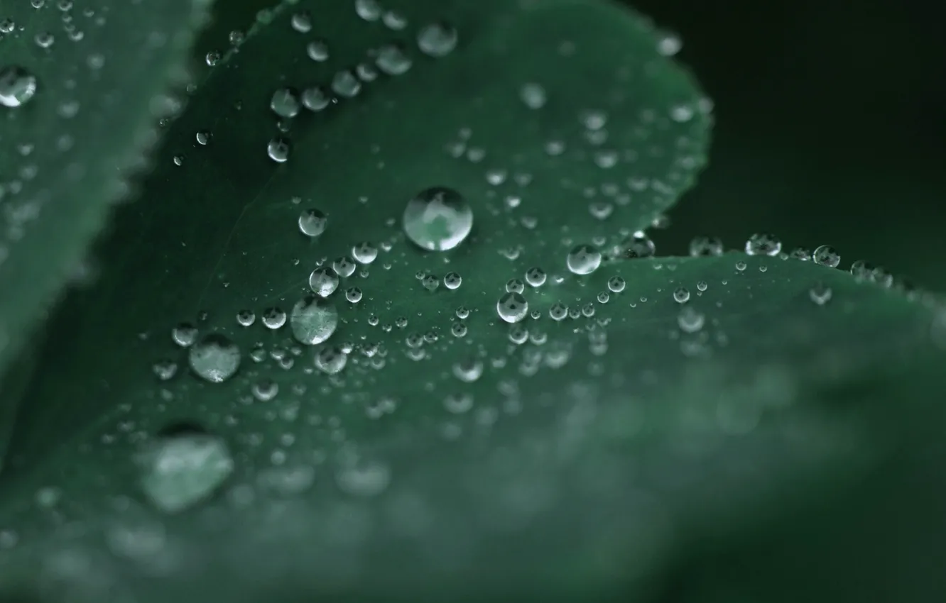Фото обои вода, капли, макро, лист, зеленый, роса