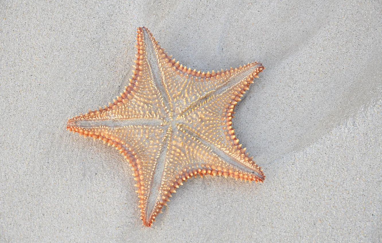 Фото обои песок, макро, морская звезда