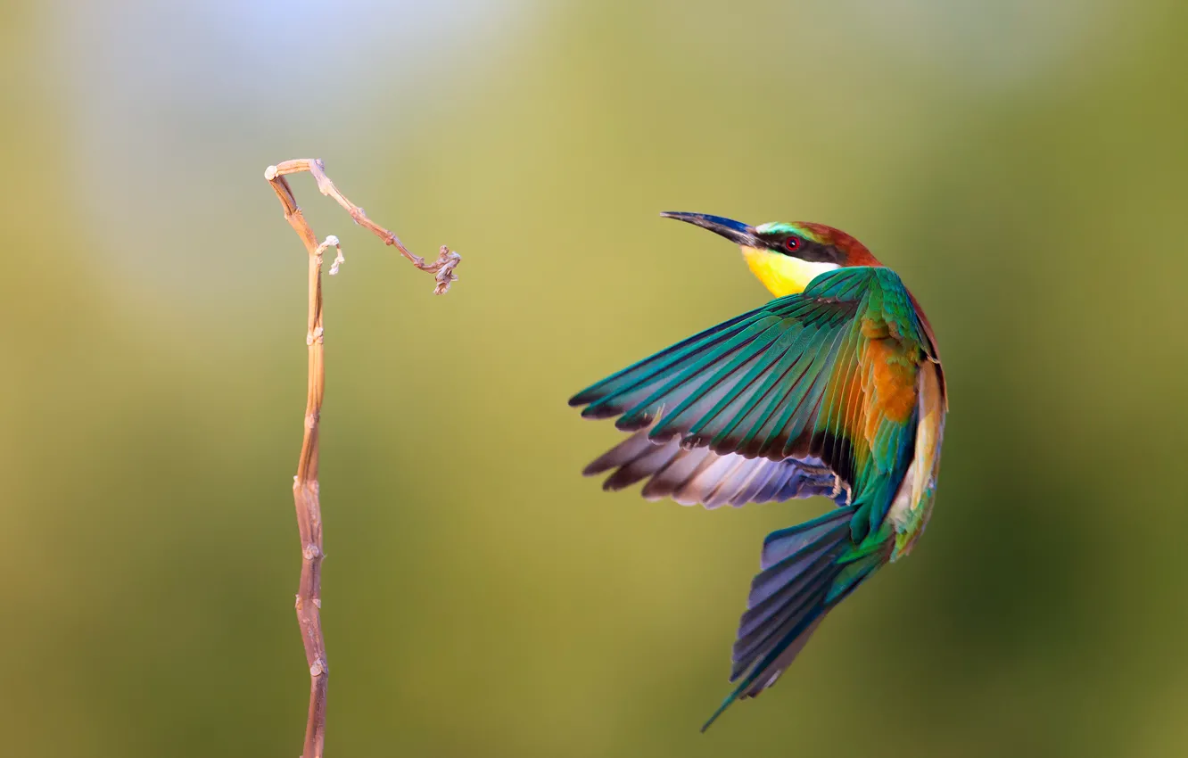 Фото обои птица, ветка, полёт, щурка золотистая, By Alkassim, пчелоедка